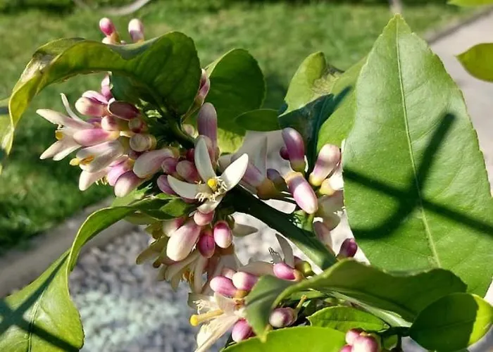 Lägenhet M&la Zadar